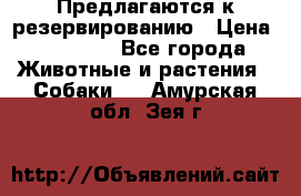 Предлагаются к резервированию › Цена ­ 16 000 - Все города Животные и растения » Собаки   . Амурская обл.,Зея г.